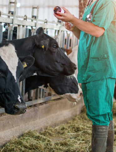 Vaccination on cattle