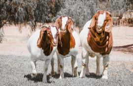 Boer goats in a feild
