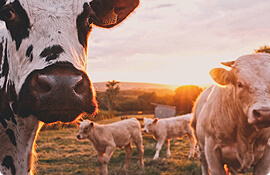 Cows facing camera