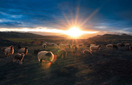 Herd of sheep-morning sunrise