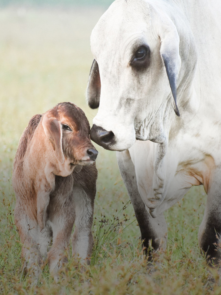Best livestock