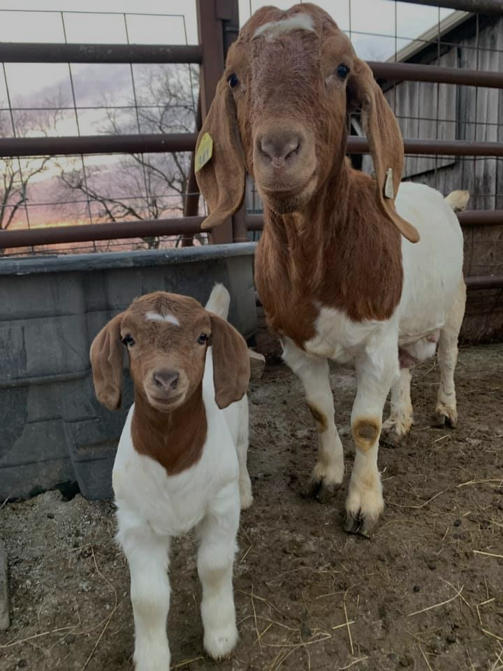 Best livestock